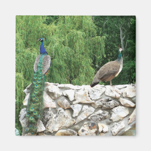 Imã Pavão - Jardim 5,1 Cm - Magneta Quadrada
