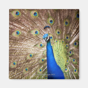 Imã Pavão que indica a plumagem