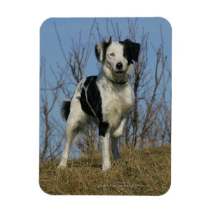 Ímã Pé de border collie levantado