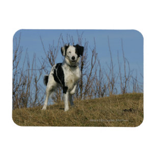 Ímã Pé de border collie levantado