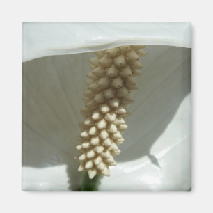 Imã Peace Lily Elegant White Floral