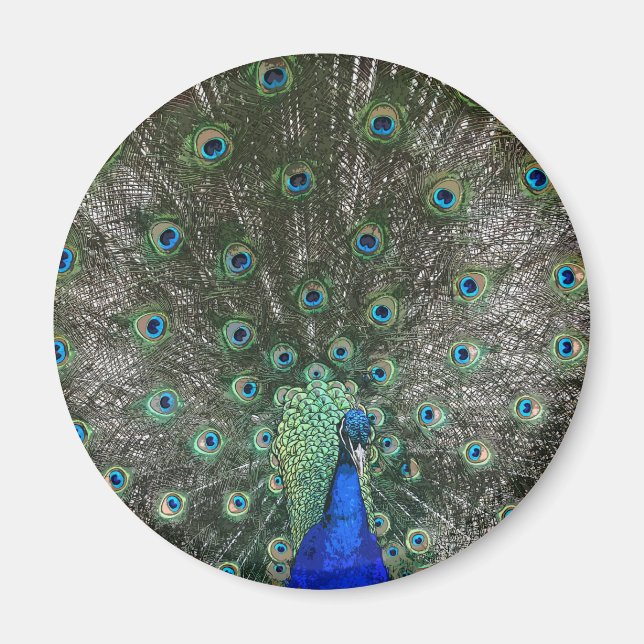 Imã Peacock (Frente)
