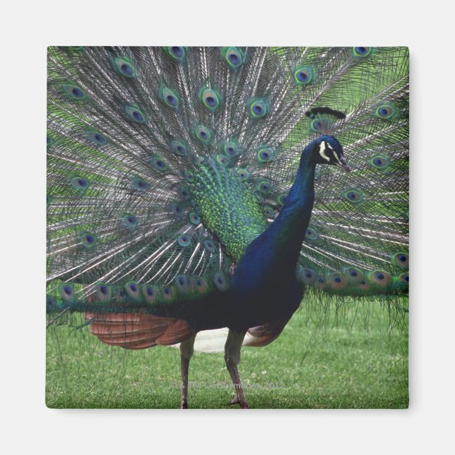 Imã Peacock (Frente)