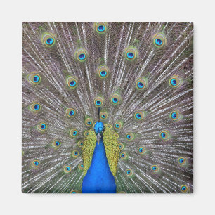 Imã Peacock