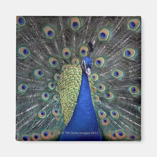 Imã Peacock (Frente)