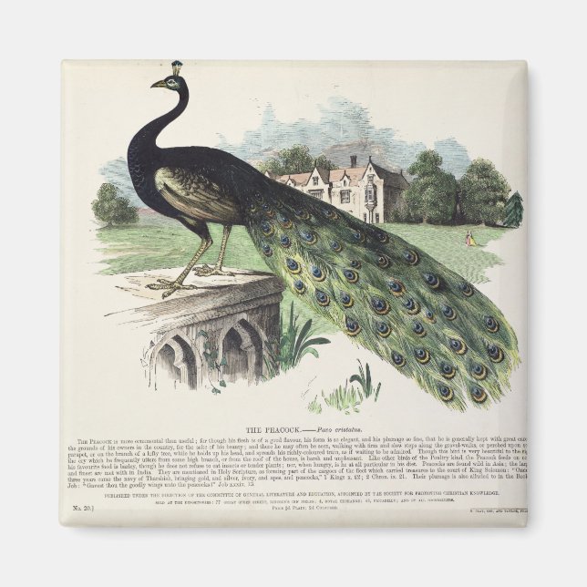 Imã Peacock (Frente)