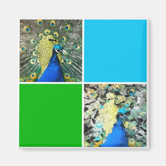 Imã Peacock Art (Frente)