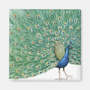 Imã Peacock bonito