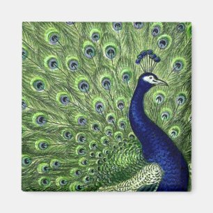 Imã Peacock bonito