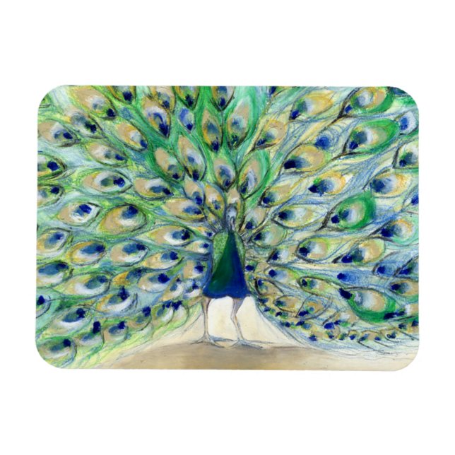 Ímã Peacock em San Diego 2013 (Horizontal)