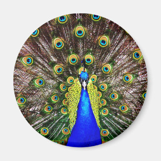 Imã Peacock Mágico