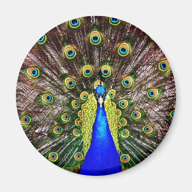 Imã Peacock Mágico (Frente)
