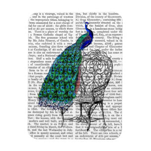 Ímã Peacock na Presidência