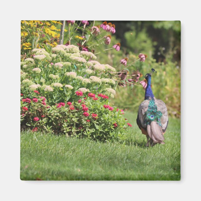Imã Peacock no ímã Garden (Frente)