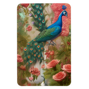 Ímã Peacock no Jardim Rosa de Apricot