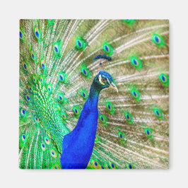 Imã Peacock Plumage