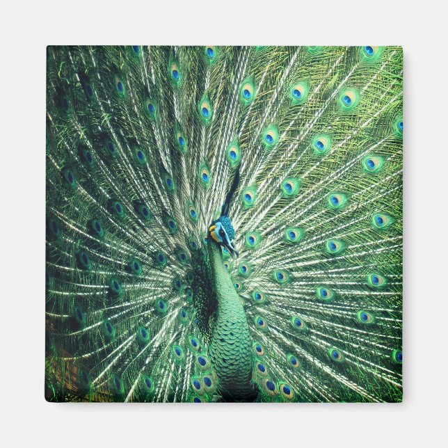 Imã Peacock Strut (Frente)