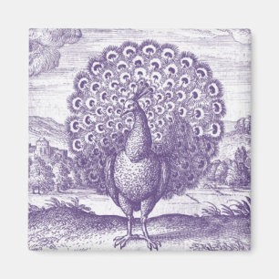 Imã Peacock, uma gravura vintage