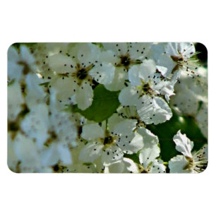 Ímã Pear Blossoms em floração