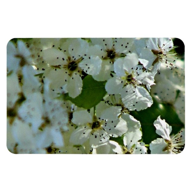 Ímã Pear Blossoms em floração (Horizontal)
