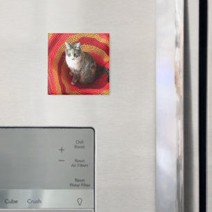 Imã Pearl Cat no Afeganistão