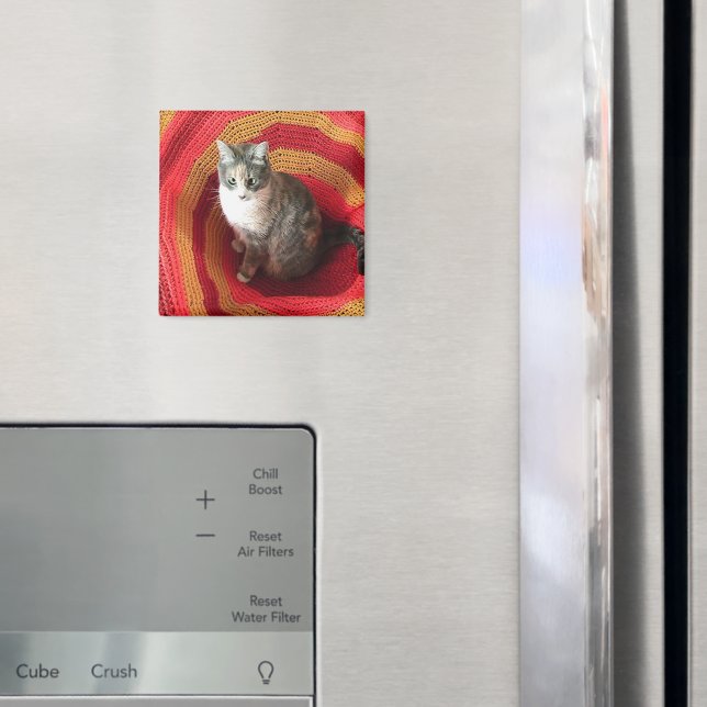 Imã Pearl Cat no Afeganistão (In Situ (Fridge))
