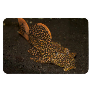 Ímã Peckoltia Compta