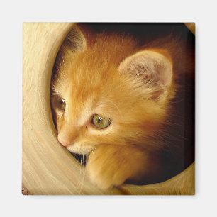 Imã Peekaboo! Gatinho - ímã