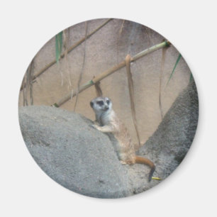 Imã Peerkat Meerkat