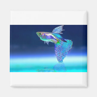 Imã peixe-2358741_1920