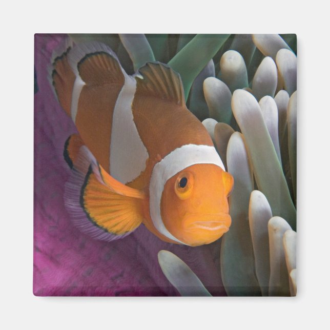 Imã Peixe anêmono-palhaço ocidental (Frente)