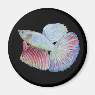 Imã Peixe Betta