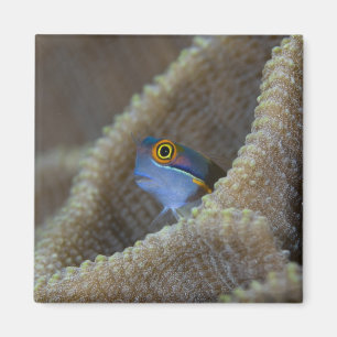 Imã peixe Blenny Blenniidae) espreitando a cabeça para