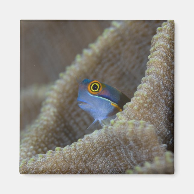 Imã peixe Blenny Blenniidae) espreitando a cabeça para (Frente)