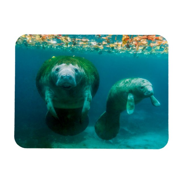 Ímã Peixe-boi mãe com seu filhote em Crystal River (Horizontal)