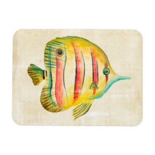 Ímã Peixe Colorido