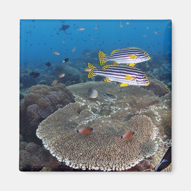 Imã Peixe-doce (Frente)