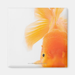 Imã Peixe dourado alaranjado do lionhead (auratus do