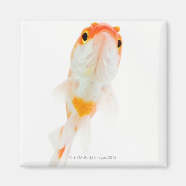 Imã Peixe-dourado de cauda-cometa (Frente)