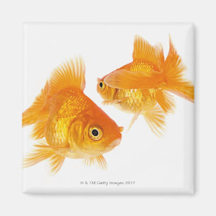 Imã Peixe dourado dois que cruza-se