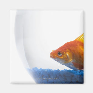 Imã Peixe dourado na bacia no fundo branco