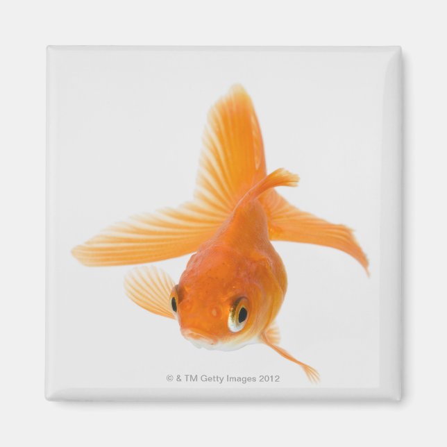 Imã Peixe-espada (Carassius auratus) (Frente)