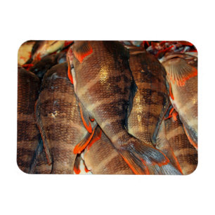 Ímã Peixe fresco