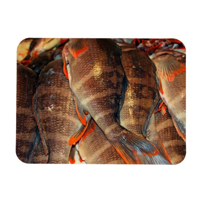 Ímã Peixe fresco (Horizontal)