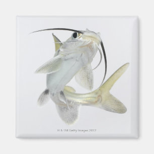 Imã Peixe-gato de mar de Tete (seemanni de