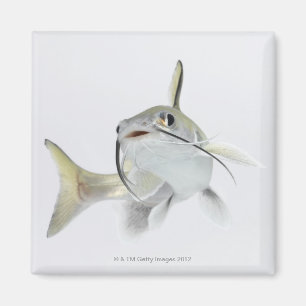 Imã Peixe-gato de mar de Tete (seemanni de