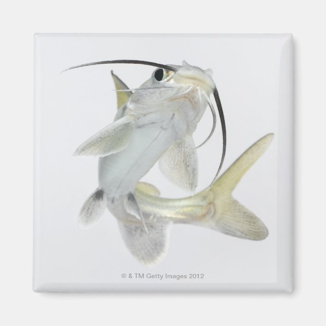 Imã Peixe-gato-do-mato-pequeno (Hexanematichthys seema (Frente)