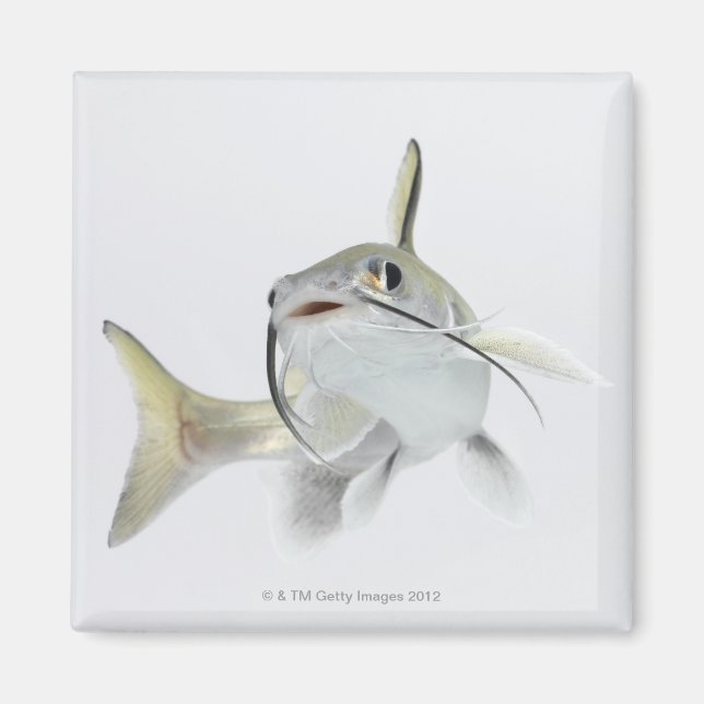 Imã Peixe-gato-do-mato-pequeno (Hexanematichthys seema (Frente)