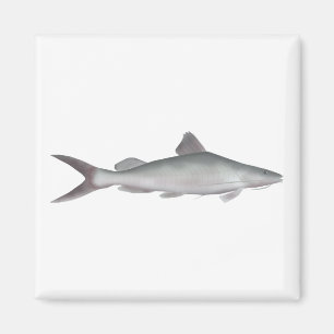 Imã Peixe-gato-do-rio gigante
