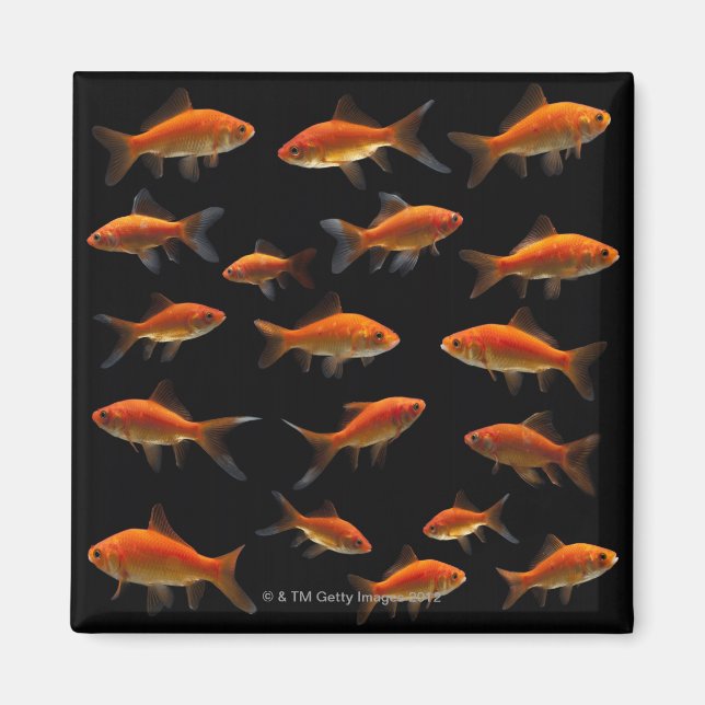 Imã Peixe-Goldfish 2 (Frente)